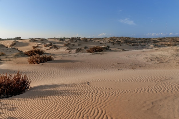 Vega Baja del Segura - Guardamar - Dunas y pinada en Guardamar del Segura