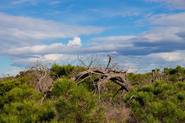 Vega Baja del Segura Guardamar Paisaje de las dunas de Guardamar del Segura