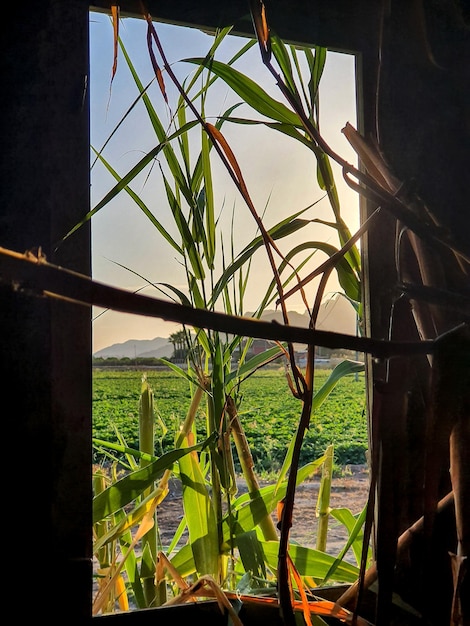 Vega Baja del Segura - Orihuela - Paisajes, casas y construcciones en la huerta de la comarca