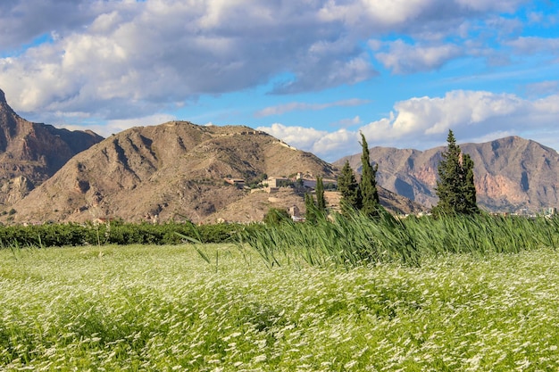 Vega Baja del Segura - Orihuela - Paisajes en la huerta de la Vega Baja