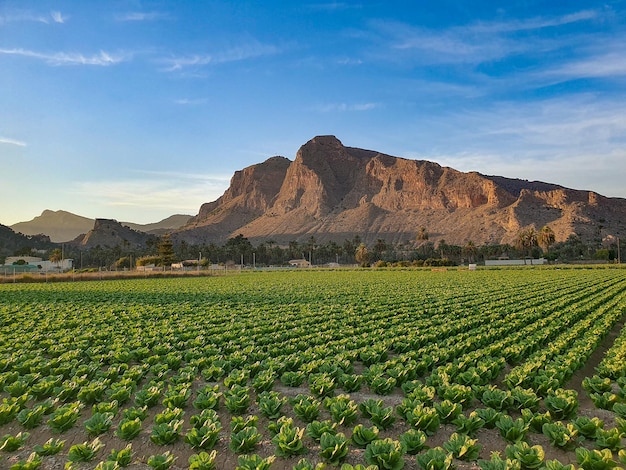 Vega Baja del Segura Paisajes de la huerta de Orihuela