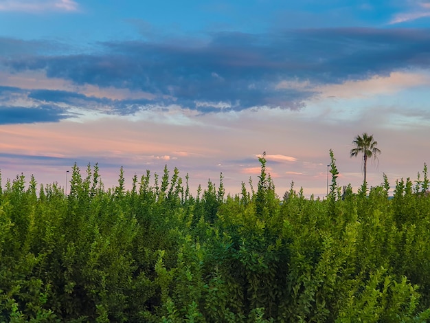 Vega Baja del Segura - Paisajes de la huerta y sus atardeceres junto al Ro Segura