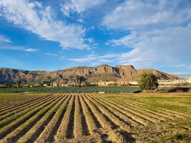 Vega Baja del Segura - Paisajes en la huerta de la comarca Vega Baja