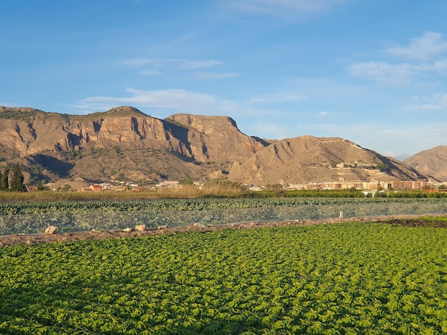 Vega Baja del Segura - Paisajes en la huerta de la comarca Vega Baja