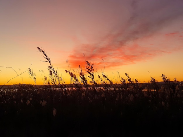 Vega Baja del Segura Puestas de sol en la naturaleza