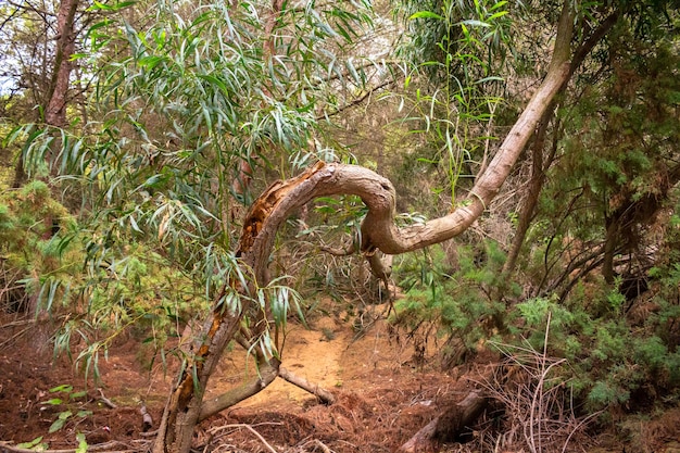 Vega Baja del Segura - Ruta de senderismo por La Caldera del Gigante y el Hoyo Serrano