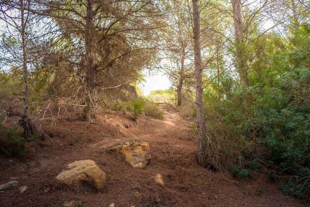 Vega Baja del Segura - Ruta de senderismo por La Caldera del Gigante y el Hoyo Serrano