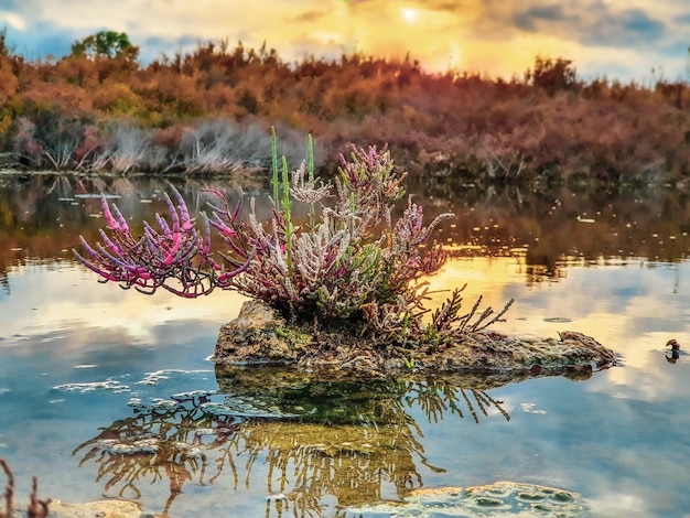 Vega Baja del Segura - Salinas de Torrevieja - La Laguna Salada y su entorno, un paisaje unico