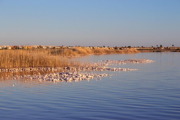 Vega Baja del Segura - Salinas de Torrevieja - La Laguna Salada y su entorno, un paisaje unico