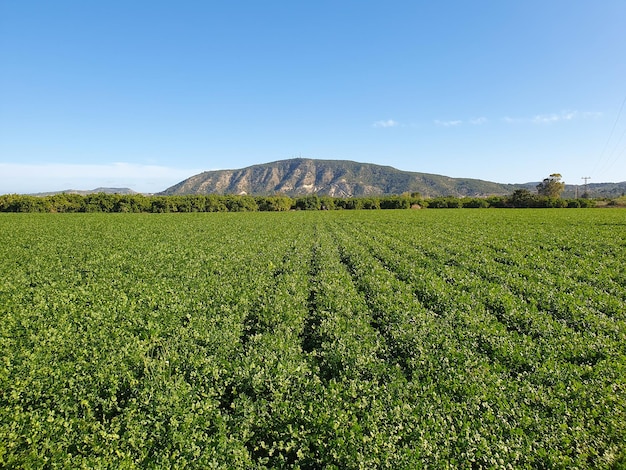 Vega Baja del Segura Tierras cultivadas en la huerta