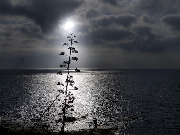 Vega Baja del Segura - Torrevieja - Calas de Torrevieja paisajes junto al mar Mediterraneo II