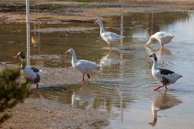 Vega Baja  del Segura - Torrevieja - Parque de las Naciones