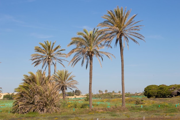 Vega Baja del Segura Torrevieja Un oasis junto al mar en Cala Ferris