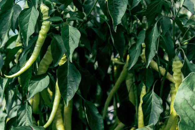 Vegetable background Hot peppers harvest on farm Long green peppers hanging  in greenhouse