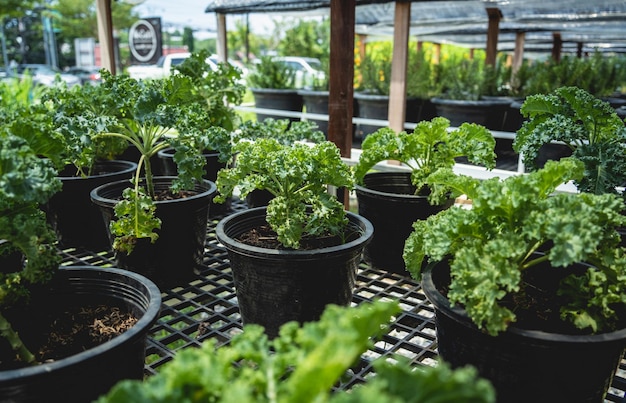 Vegetable bed boxes with soil in the cafe organic garden