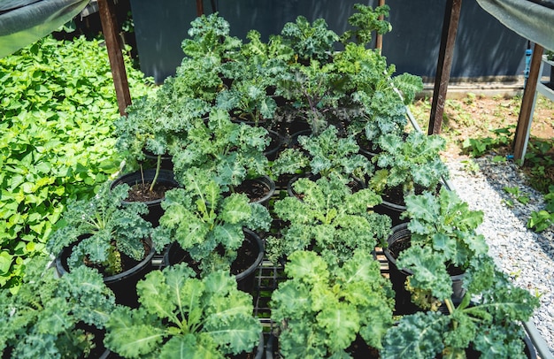 Vegetable bed boxes with soil in the cafe organic garden