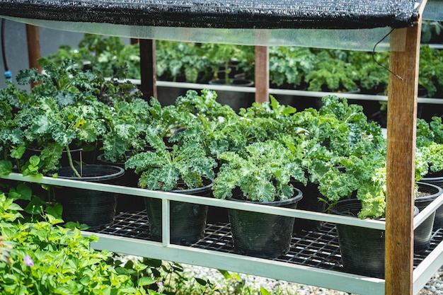 Vegetable bed boxes with soil in the cafe organic garden