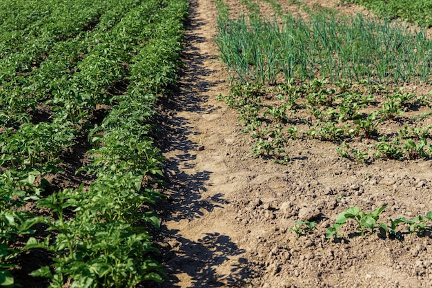 Vegetable beds with immature potatoes in a vegetable garden in the countryside