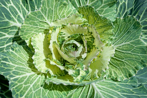 Vegetable blossom