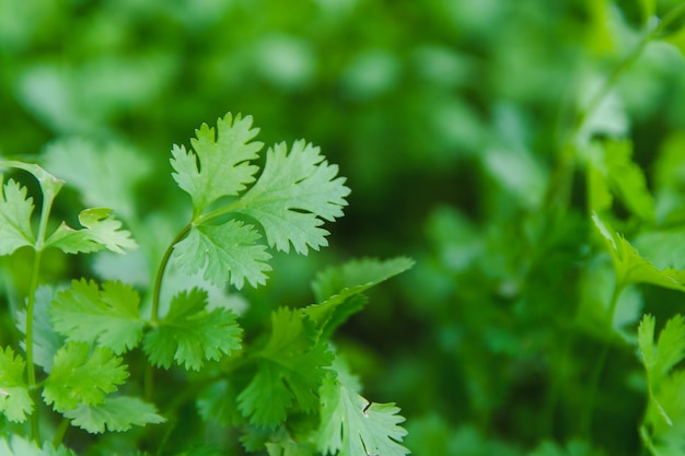 Vegetable coriander for health is used as a food ingredient in Thailand