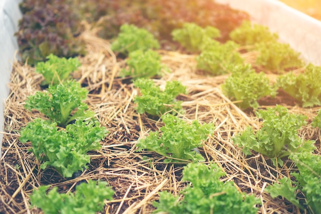 Vegetable garden Salad on the farm