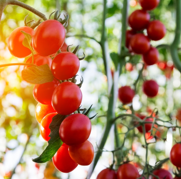 Vegetable garden with red tomatoes plants