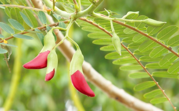 Vegetable Humming Bird Sesban Agasta (Sesbania grandiflora Desv. in science name or Dok Kae in Thai)