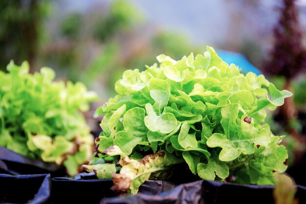 Vegetable organic on potted in the farm