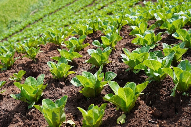 Vegetable plots of local agriculture, rural agriculture in Asian countries