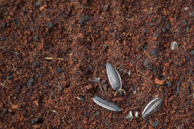 Vegetable seedlings are planted in pots, organic.