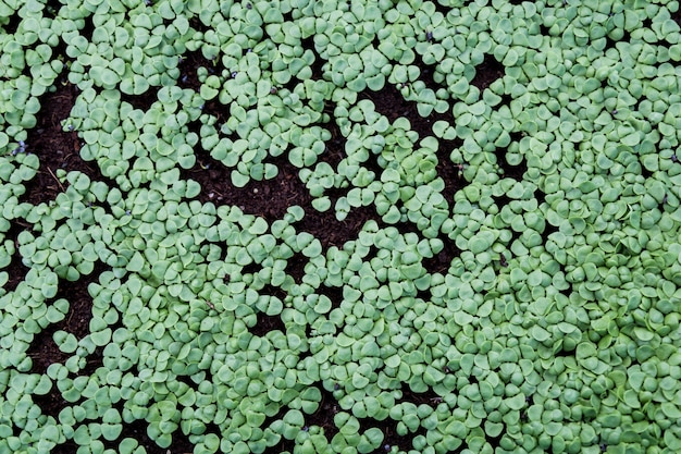 Vegetable seedlings are planted in pots, organic.