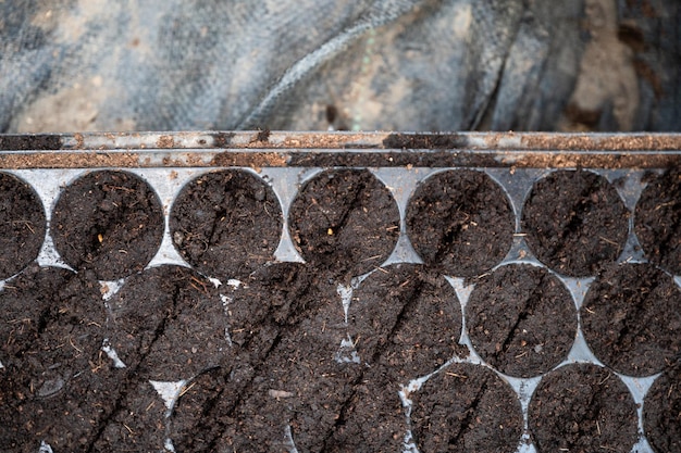 Vegetable seeds growth in the soil tray