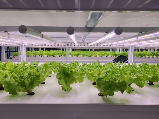 Vegetables are growing in indoor farm(vertical farm).