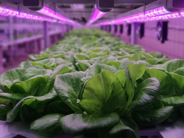 Vegetables are growing in indoor farm(vertical farm).