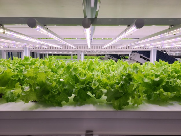 Vegetables are growing in indoor farm(vertical farm).