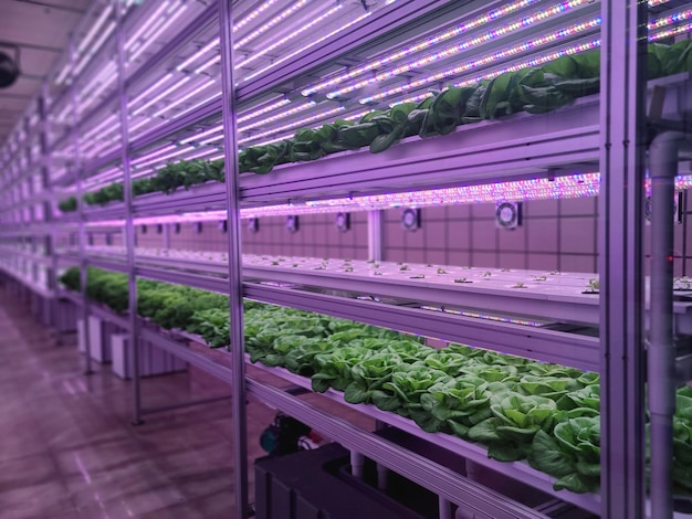 Vegetables are growing in indoor farm(vertical farm).