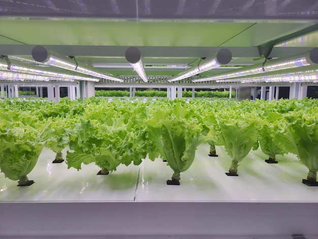 Vegetables are growing in indoor farm(vertical farm).