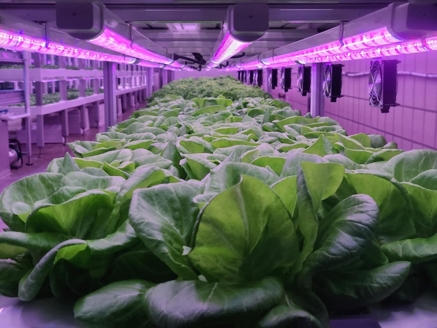 Vegetables are growing in indoor farm(vertical farm).