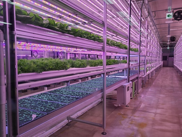 Vegetables are growing in indoor farmvertical farm