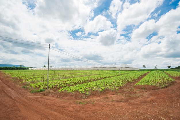 vegetables field with blue sky