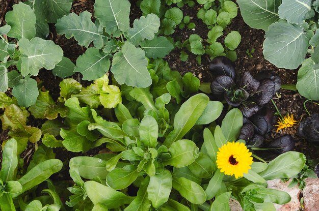 Vegetables and flowers growing in an urban vegetable garden