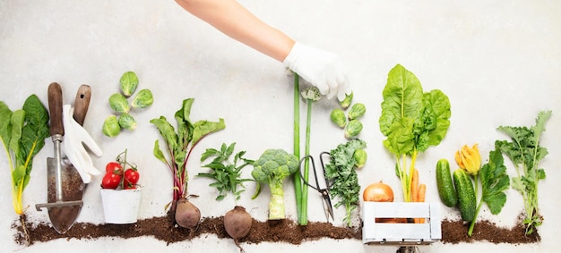 Vegetables growing in compost including potatoes lettuce salad broccoli and beet on a white background Top view