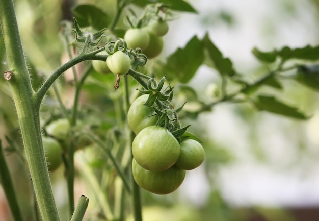 Vegetables growing in the greenhouse