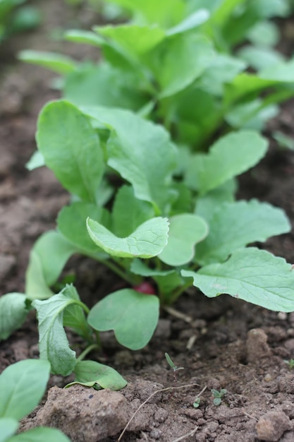 Vegetables growing in the greenhouse