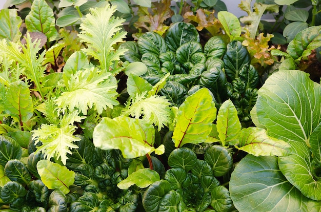 Vegetables growing in a vegetable garden