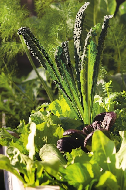 Vegetables growing in a vegetable garden.