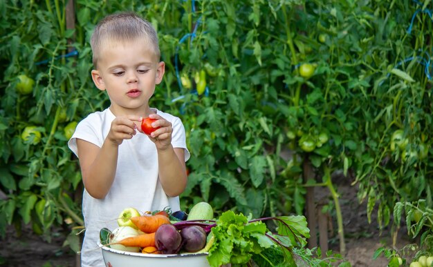 Vegetables in the hands of children on the farm. Selective focus. Nature