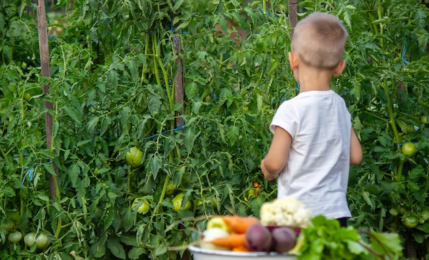 Vegetables in the hands of children on the farm. Selective focus. Nature