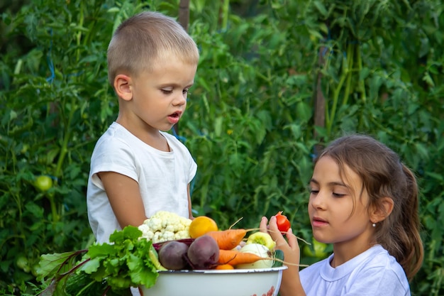 Vegetables in the hands of children on the farm. Selective focus. Nature