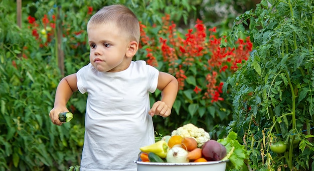 Vegetables in the hands of children on the farm. Selective focus.